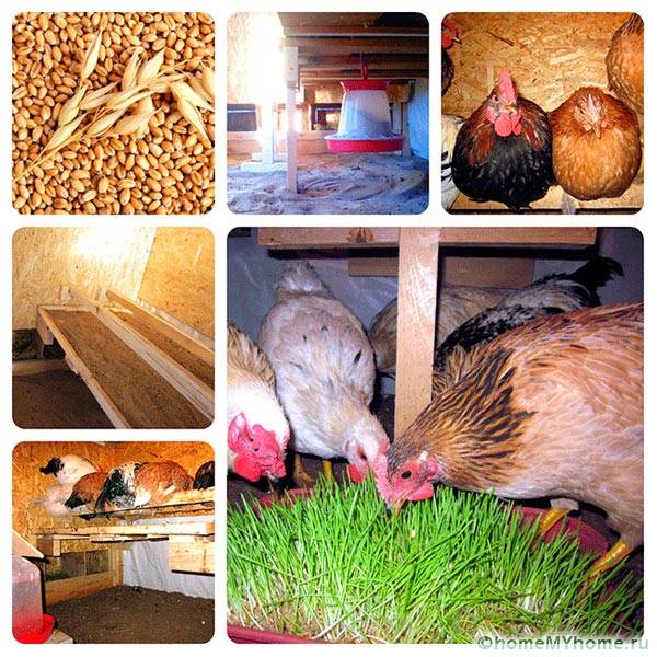 Условия на живот на пилетата