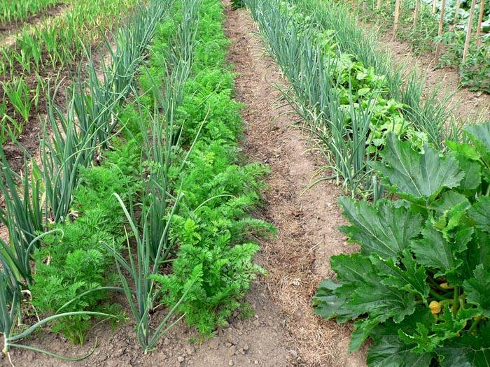 Съвместимост с зеленчуци в градината - пример за засаждане на лук и моркови заедно
