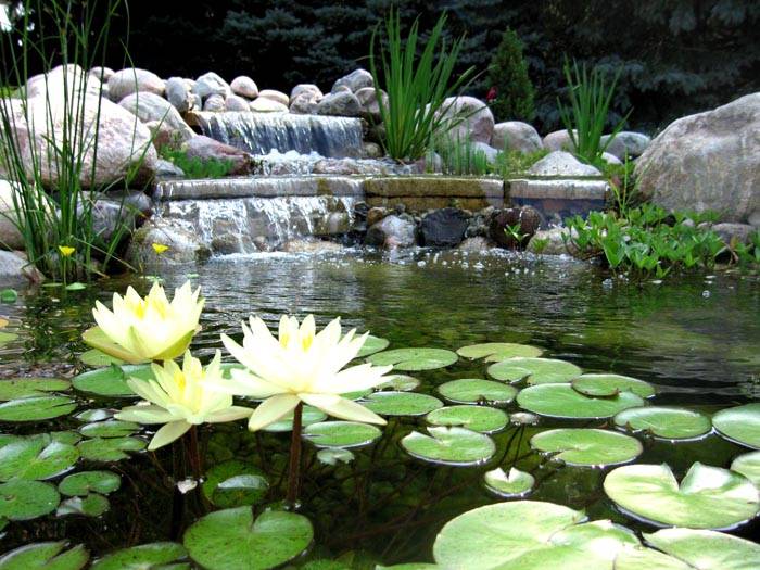 Можете да засадите водни лилии или водни зюмбюли и лилии в езерцето