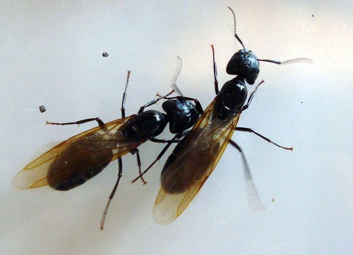 Някои мравки имат крила - това са мъжки и царици. Крилата им се появяват временно - за периода на чифтосване.