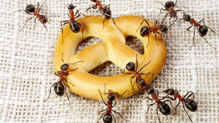 Рядко се срещат домашни мравки в дневните, само ако те не ядат храна и не засаждат стайни растения.